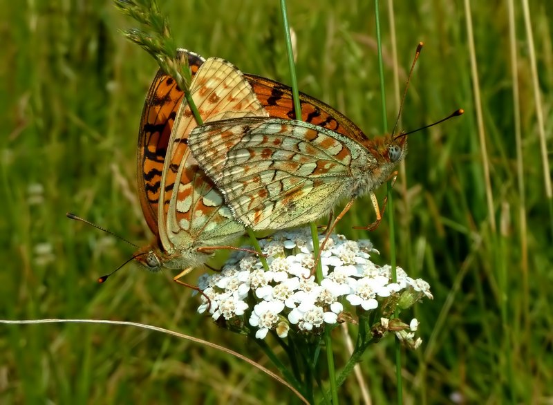 Argynnis aglaja ♂??